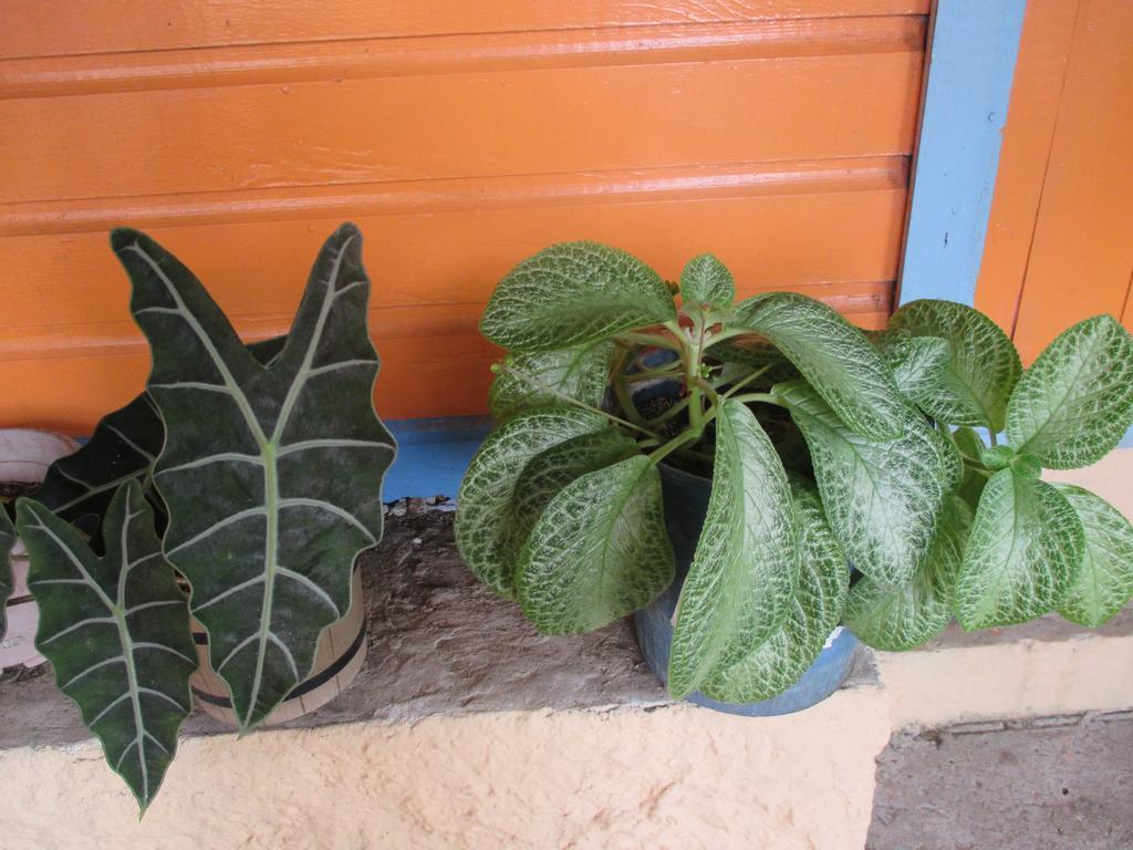 Hotel Flemming Tree Providencia Island Εξωτερικό φωτογραφία